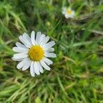 Tripleurospermum maritimum Flower