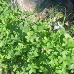 Oxalis pes-capraeЛисток