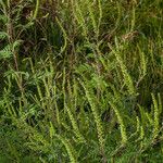 Ambrosia artemisiifolia Habitat