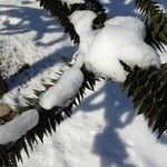 Araucaria araucana Leaf