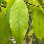 Quercus glauca Leaf