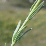 Linaria arvensis List