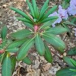 Rhododendron maoerense Leaf