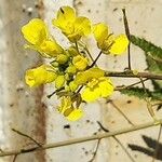 Sinapis arvensis Fula