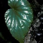 Begonia pavonina পাতা