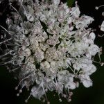 Oenanthe sarmentosa Flower