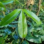 Melicope borbonica Leaf