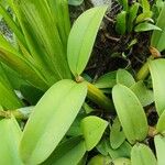 Epidendrum ciliare Yaprak