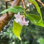 Daphne bholua Flower