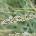 Aeluropus littoralis Fleur