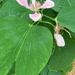 Bauhinia monandra 花