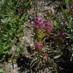 Orthocarpus cuspidatus Yeri