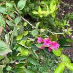 Weigela hortensis Flower