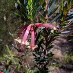 Styphelia trifolia Andrewsফুল