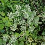 Angelica atropurpurea Blüte