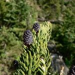 Abies lasiocarpa Ovoce