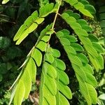 Osodendron altissimum Leaf