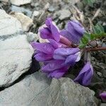 Oxytropis jacquinii Flor