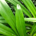 Agapanthus spp. Blad