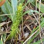 Selaginella selaginoides Folha