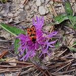 Centaurea jaceaŽiedas