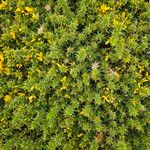 Ulex gallii Hábito