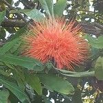 Brownea rosa-de-monte Flower