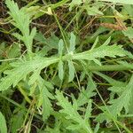 Verbena officinalis Likasa