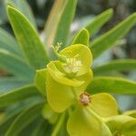 Euphorbia dendroides Blüte