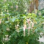 Fuchsia magellanicaFlower