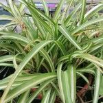 Chlorophytum capense Leaf