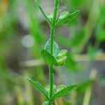 Scutellaria parvula Habit