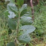 Combretum celastroides Blatt
