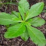 Talinum paniculatumLeaf