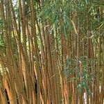 Phyllostachys vivax Habit