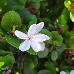 Carissa macrocarpa Flor