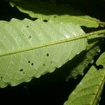 Psychotria jimenezii Leaf