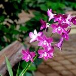 Dendrobium bigibbum Habit