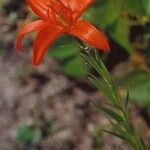 Lilium concolor