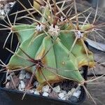 Ferocactus histrix Habit