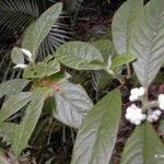 Psychotria schumanniana Hábito