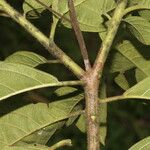 Cordia diversifolia Ліст