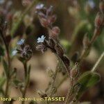 Myosotis minutiflora Fula