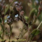 Myosotis minutiflora Virág