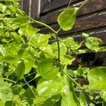 Smilax rotundifoliaLeht