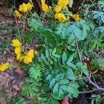 Senna occidentalis Folha