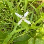 Clematis ternifloraVirág