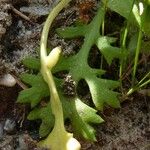Mauranthemum decipiens Цветок