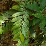 Eurya acuminata Hoja