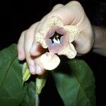 Markea longiflora പുഷ്പം